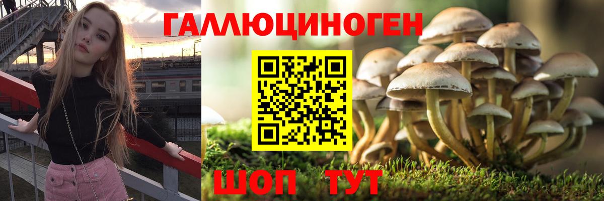 Вичуга  Галлюциногенные грибы Psilocybine cubensis  Вход с VPN 
